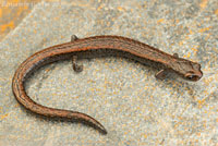 Hell Hollow Slender Salamander