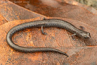 San Simeon Slender Salamander