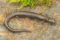 Kings River Slender Salamander