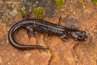 Siskiyou Mountains Salamander
