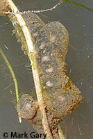 CA Tiger Salamander Eggs