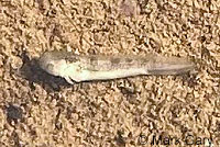 CA Tiger Salamander Egg