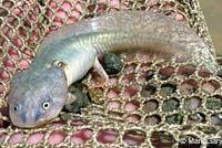 CA Tiger Salamander Larva