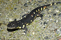 CA Tiger Salamander