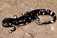 CA Tiger Salamander