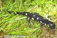 CA Tiger Salamander