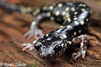 Speckled Black Salamander