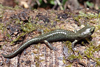 Speckled Black Salamander