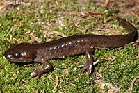 Northwestern Salamander