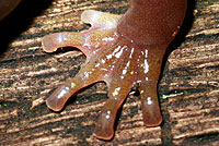 Arboreal Salamander foot