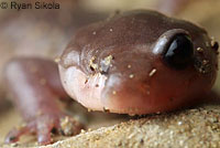 Arboreal Salamander