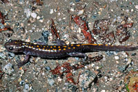 Santa Cruz Long-toed Salamander