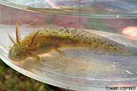 Southern Long-toed Salamander