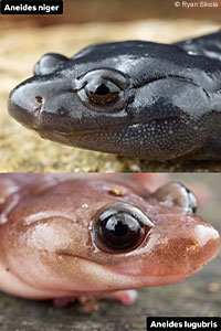 Santa Cruz Black Salamander