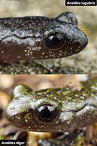 Santa Cruz Black Salamander