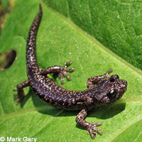 Wandering Salamander