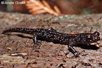 Wandering Salamander