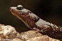 Wandering Salamander