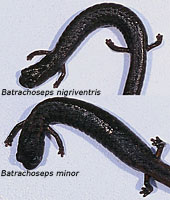 Black-bellied Slender Salamander comparison