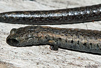 California Slender Salamander