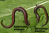 California Slender Salamander comp