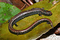 California Slender Salamander