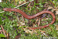 California Slender Salamander