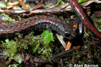 California Slender Salamander