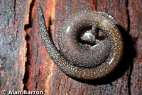 California Slender Salamander
