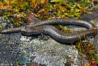California Slender Salamander