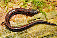 California Slender Salamander