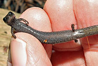 California Slender Salamander