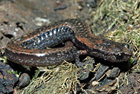California Slender Salamander