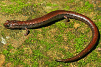California Slender Salamander