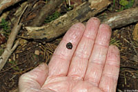 California Slender Salamander