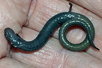 California Slender Salamander