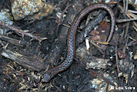 California Slender Salamander