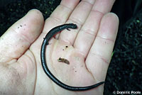 California Slender Salamander