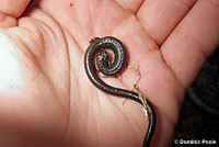 California Slender Salamander