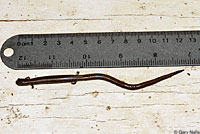 California Slender Salamander