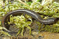 Relictual Slender Salamander