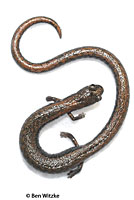 Hell Hollow Slender Salamander