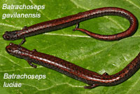 Gabilan Mountains Slender Salamander comparison