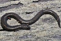 Gabilan Mountains Slender Salamander