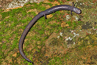 Gabilan Mountains Slender Salamander