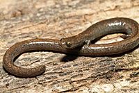 Gregarious Slender Salamander