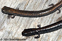 Gregarious Slender Salamander Comparison