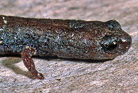 San Simeon Slender Salamander