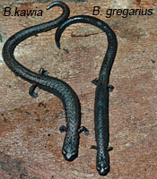 Gregarious Slender Salamander Comparison