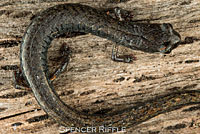 Lesser Slender Salamander